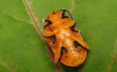 Podontia lutea (Olivier, 1790) 大黃葉蚤