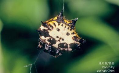 Gasteracantha kuhli C. L. Koch, 1837 古氏棘蛛