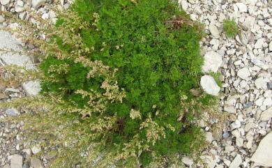 Artemisia morrisonensis Hayata 細葉山艾
