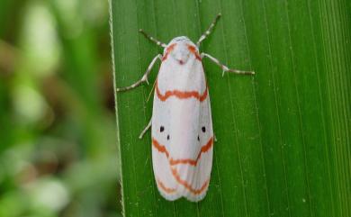 Cyana sanguinea (Bremer & Grey, 1852)