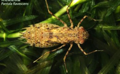 Pantala flavescens Fabricius, 1798 薄翅蜻蜓