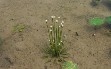 Eriocaulon cinereum 小穀精草