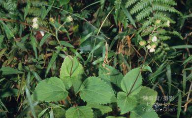 Adenostemma lavenia (L.) Kuntze 下田菊