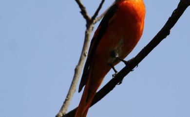 Pericrocotus solaris griseogularis Gould, 1863 灰喉山椒鳥