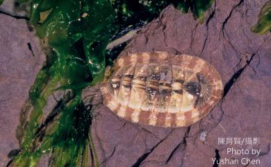 Lepidozona coreanica (Reeve, 1847) 銼石鱉