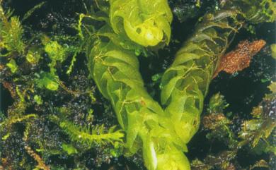 Heteroscyphus aselliformis (Reinw. et al.) Schiffn. 雙齒異萼蘚