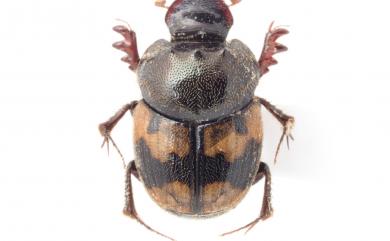 Onthophagus trituber (Wiedemann, 1823) 三胸突衍彰形渫蜣