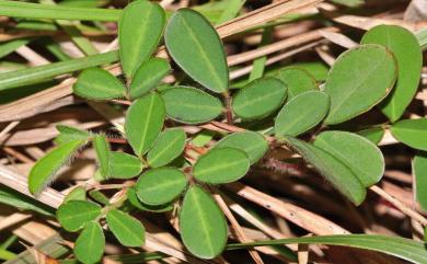 Grona heterophylla (Willd.) H.Ohashi & K.Ohashi 變葉山螞蝗