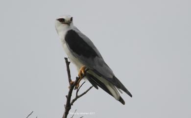 Elanus caeruleus vociferus (Latham, 1790) 黑翅鳶