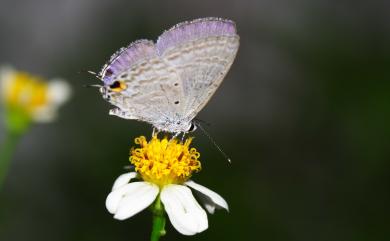 Catochrysops strabo luzonensis Tite, 1959 紫珈波灰蝶