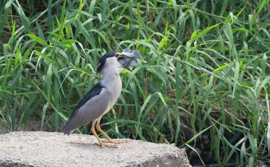 Nycticorax nycticorax (Linnaeus, 1758) 夜鷺