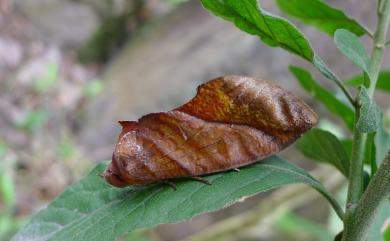 Eudocima homaena (Hübner, 1823) 鑲落葉裳蛾