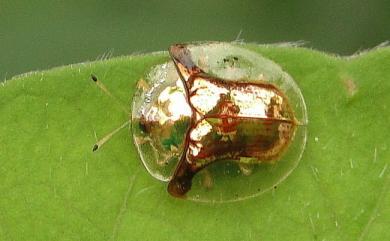 Aspidimorpha furcata (Thunberg, 1789) 金盾圓龜金花蟲