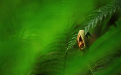 Sphaeropteris lepifera 筆筒樹