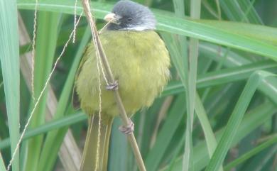 Spizixos semitorques cinereicapillus (Swinhoe, 1871) 白環鸚嘴鵯(台灣亞種)