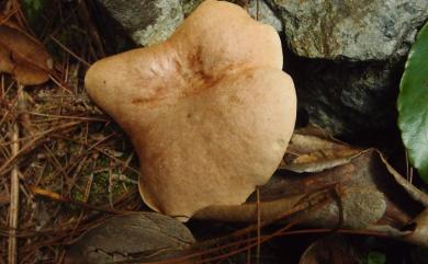 Suillus bovinus 乳牛肝菌