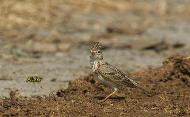 Alauda gulgula wattersi (Swinhoe, 1871) 小雲雀(本島亞種)