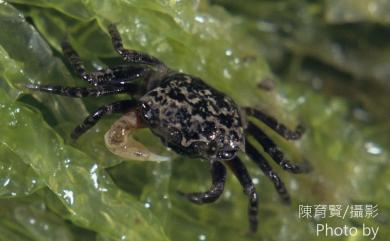 Gelasimus tetragonon (Herbst, 1790) 四角招潮蟹