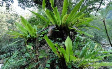 Asplenium nidus L. 臺灣山蘇花