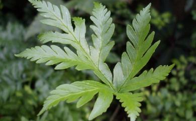 Doryopteris concolor (Langsd. & Fisch.) Kuhn & Decken 黑心蕨
