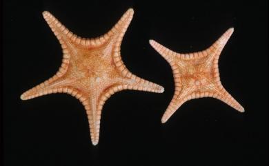 Anthenoides laevigatus (Liao & Clark) 光滑花海星