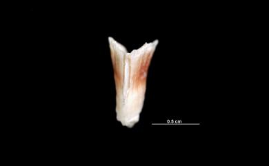 Truncatoflabellum carinatum Cairns, 1989 龍首截扇珊瑚