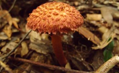 Boletellus emodensis (Berk.) Sing. 酒色條孢牛肝菌