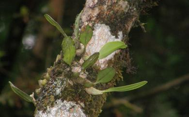 Bulbophyllum pectinatum 阿里山豆蘭