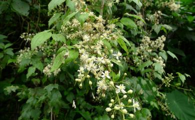 Clematis grata Wall. 串鼻龍