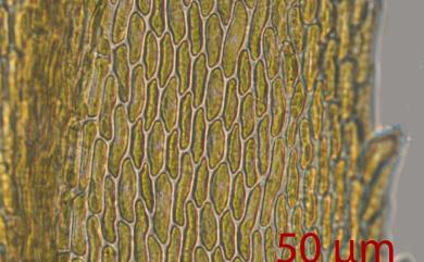 Pterobryon arbuscula Mitt., 1891 樹形大蕨苔