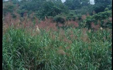 Miscanthus floridulus (Labill.) Warb. ex K.Schum. & Lauterb. 五節芒