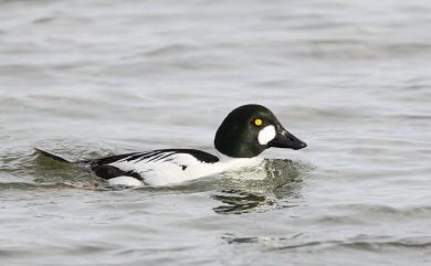 Bucephala clangula clangula (Linnaeus, 1758) 鵲鴨