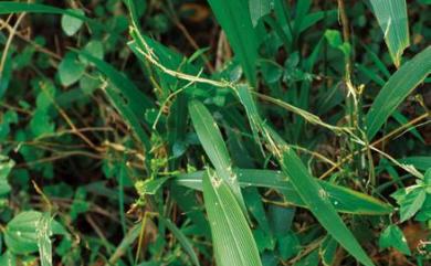 Setaria palmifolia 棕葉狗尾草