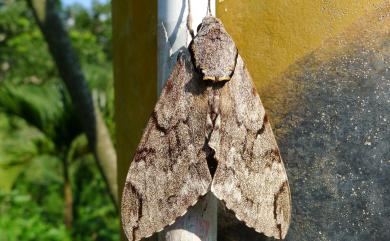 Psilogramma increta (Walker, 1865) 細斜紋霜天蛾