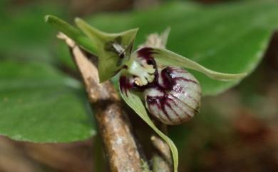 Cypripedium debile Rchb.f. 小喜普鞋蘭