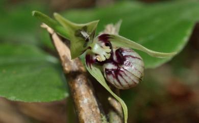 Cypripedium debile 小喜普鞋蘭