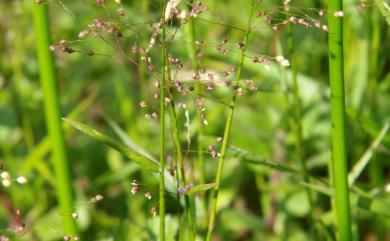 Isachne globosa 柳葉箬