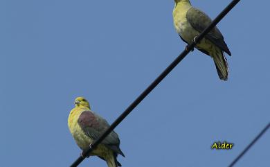 Treron sieboldii (Temminck, 1835) 綠鳩