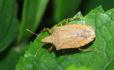 Brachymna tenuis Stål, 1861 薄椿象