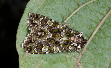 Atrachea viridinigra (Hreblay & Ronkay, 1997) 黛綠斑緯夜蛾