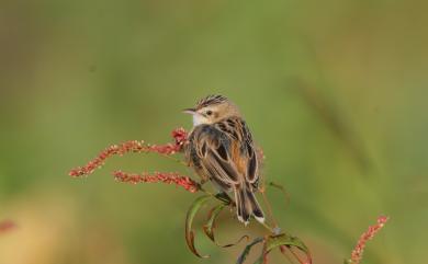 Cisticola juncidis tinnabulans (Swinhoe, 1859) 棕扇尾鶯