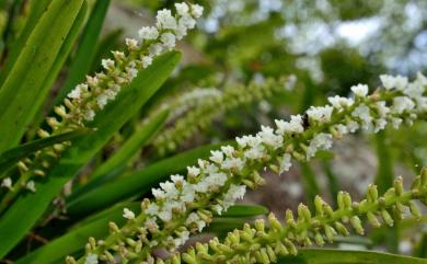 Phreatia formosana 寶島芙樂蘭