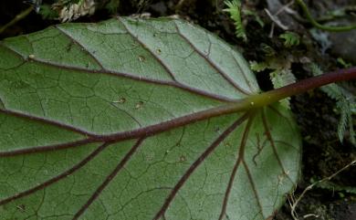 Begonia bouffordii C.I Peng 九九峰秋海棠