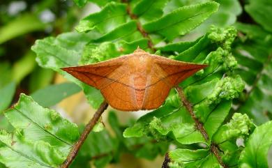 Sonagara strigipennis Moore, 1882 岔紋窗蛾