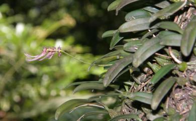 Bulbophyllum melanoglossum Hayata 紫紋捲瓣蘭