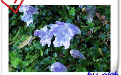 Strobilanthes rankanensis Hayata 蘭崁馬藍