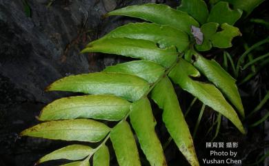 Cyrtomium falcatum subsp. falcatum (L.f.) C.Presl 全緣貫眾蕨