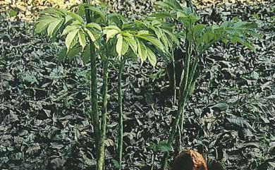 Amorphophallus paeoniifolius (Dennst.) Nicolson 疣柄魔芋