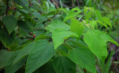 Clerodendrum trichotomum 海州常山