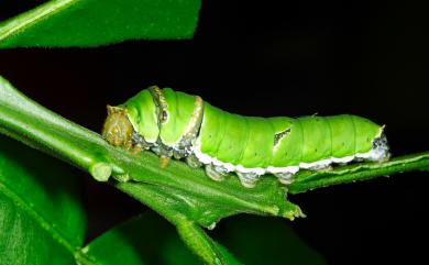 Papilio demoleus Linnaeus, 1758 花鳳蝶